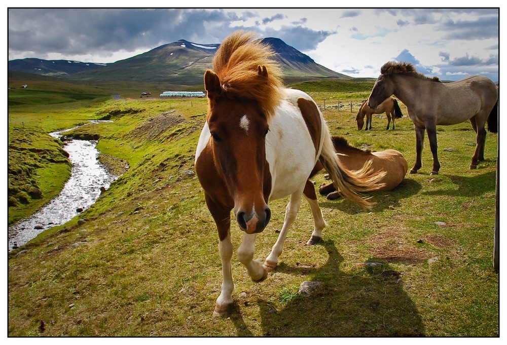 Island pferde