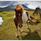 Island pferde