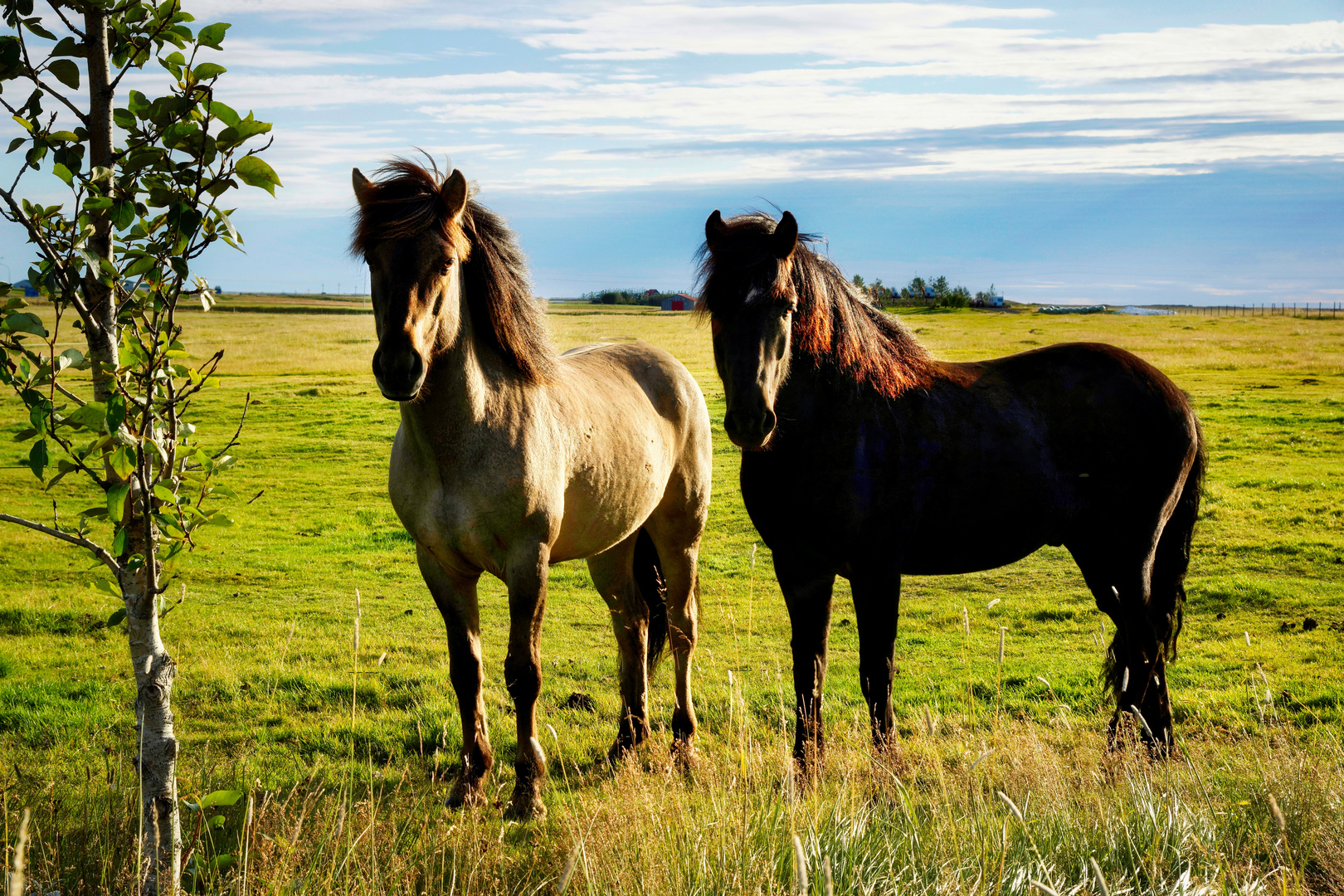 Island-Pferde
