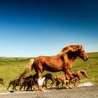 Island-Pferde on tour.