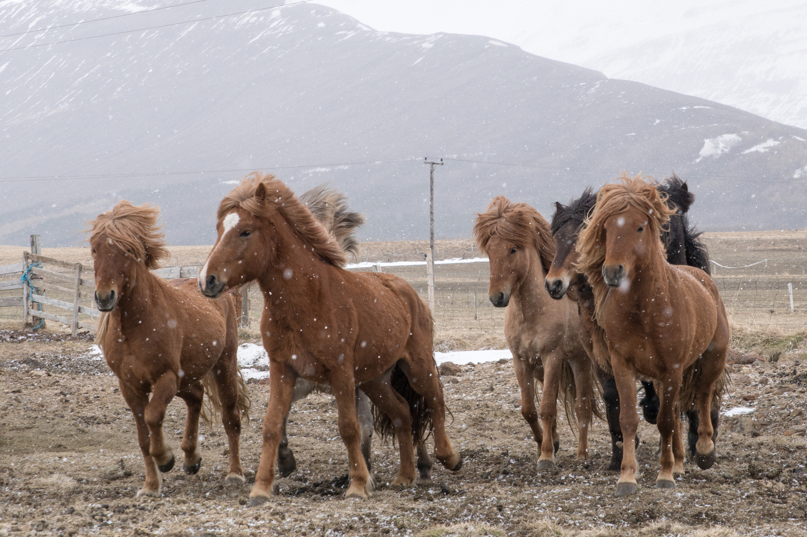 Island Pferde wilde Jagd