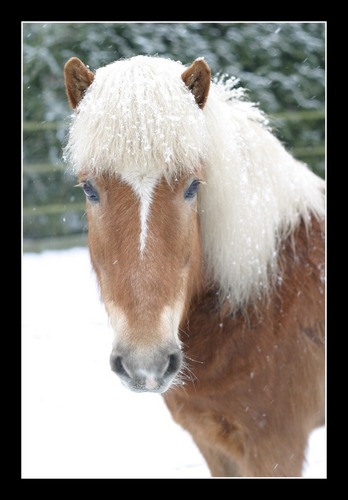 Island-Pony