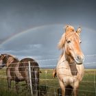 Island Pony