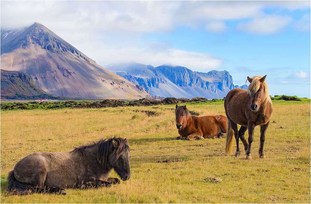 Island - Ponys