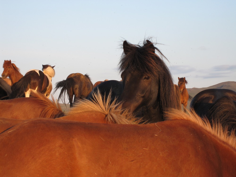 Island Ponys