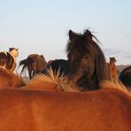 Island Ponys