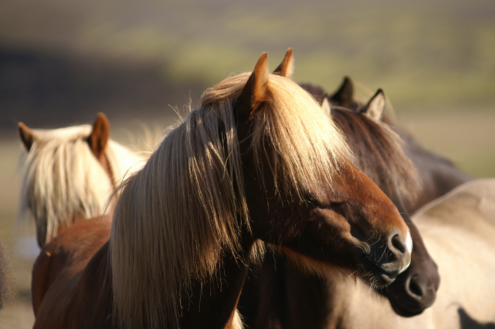 Island Ponys