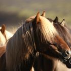 Island Ponys