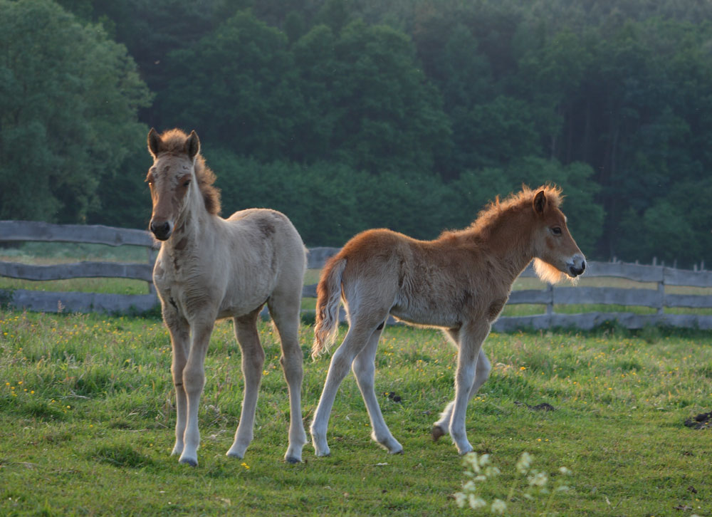 Island Ponys