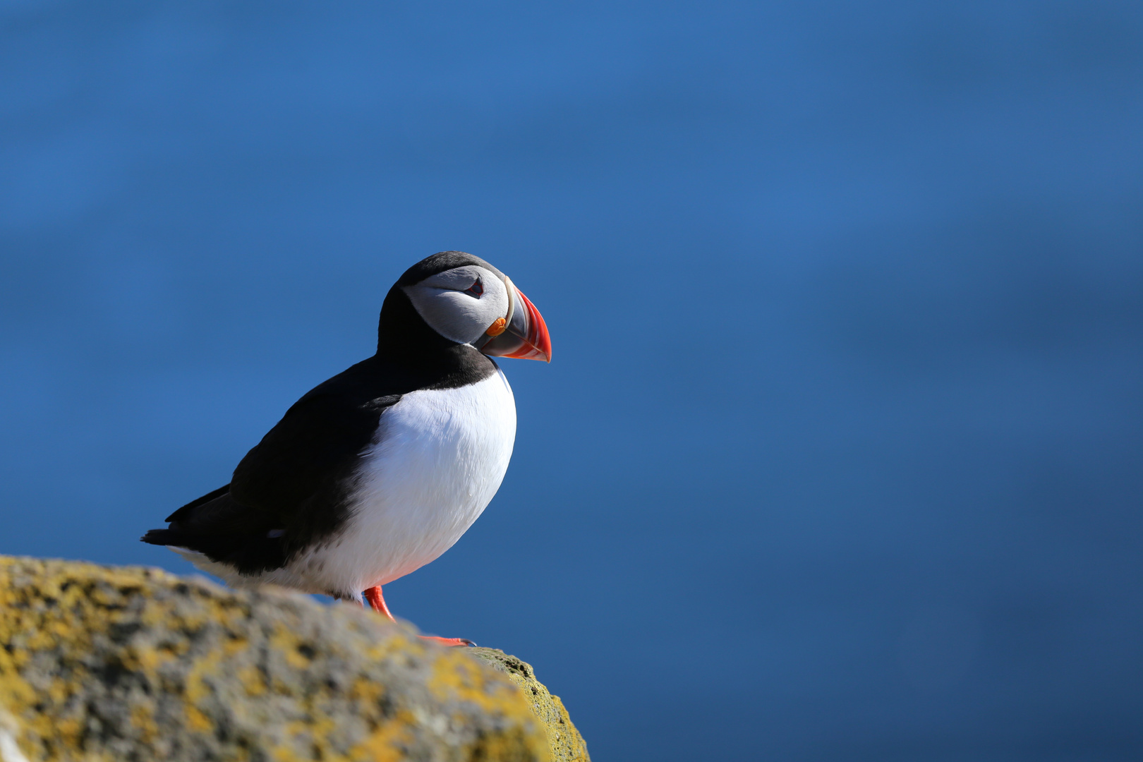 Island - Puffin Westisland