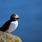 Island - Puffin Westisland