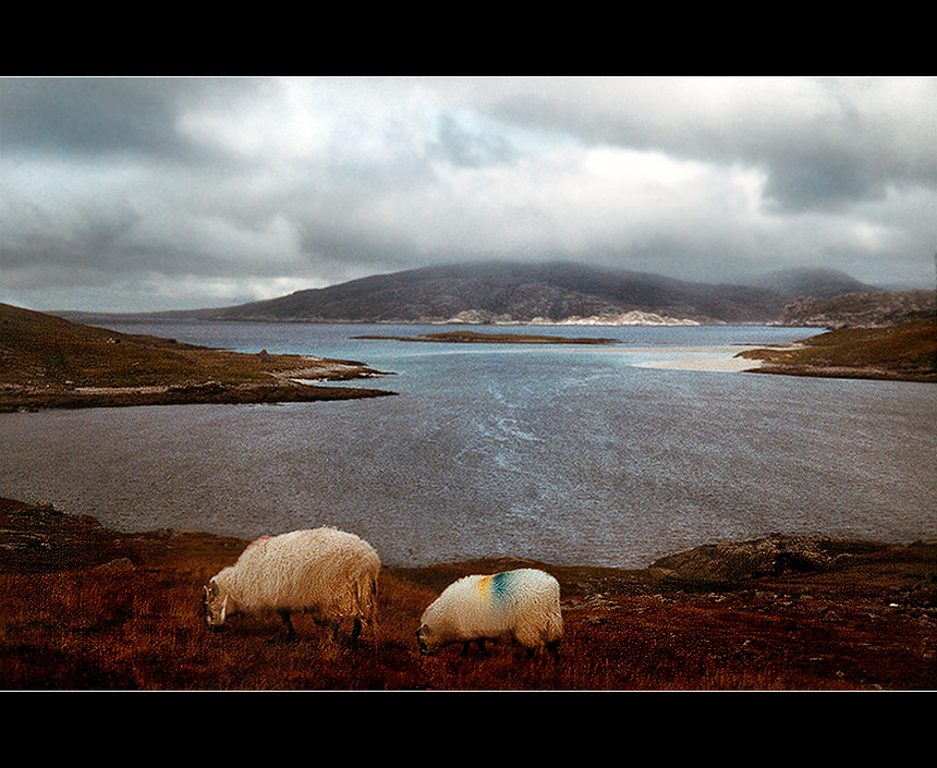 Island Scarp (with sheep in front)