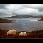 Island Scarp (with sheep in front)