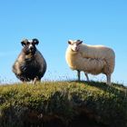 Island-Schafe