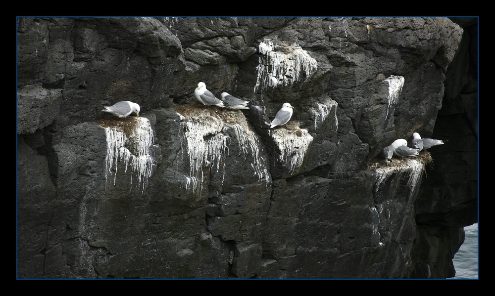 Island - Snaefellsjökull vom Arnarstapi Bild 4