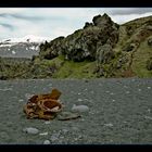 Island - Snaefellsjökull vom Djùpalònssandu - Bild 1