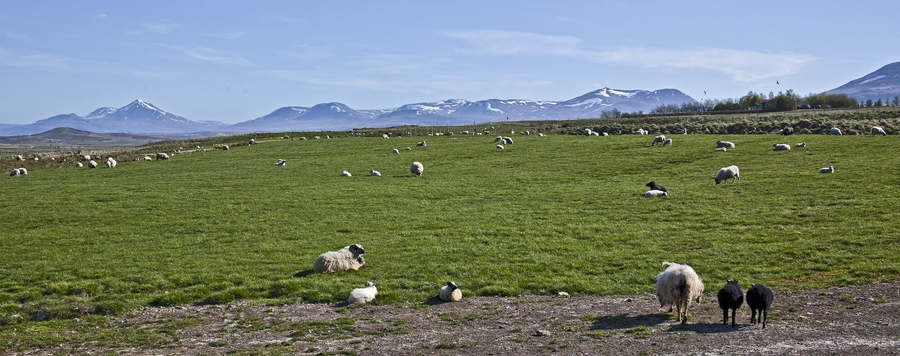 Island - und schon wieder zwei schwarze Schafe ...