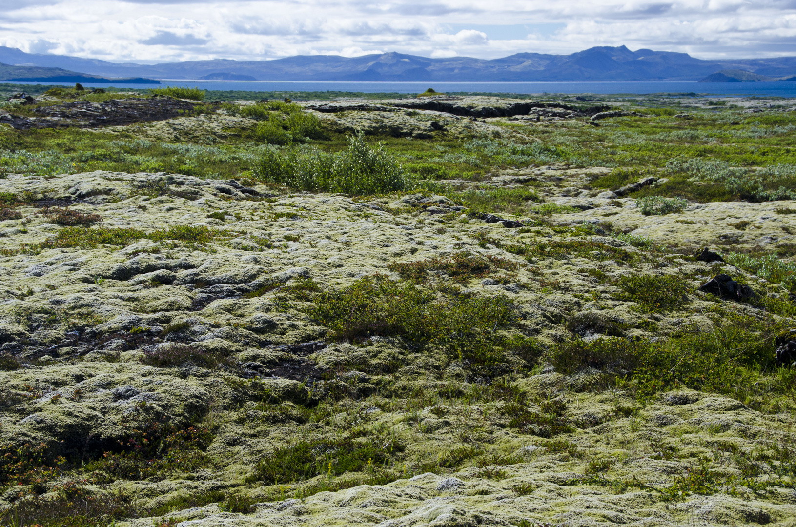 Island Vegetation