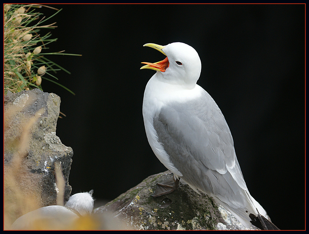 Island Vogelfelsen Arnarstapi