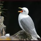 Island Vogelfelsen Arnarstapi