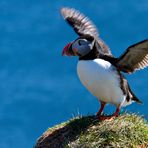 Island Westfjorde 2015.3