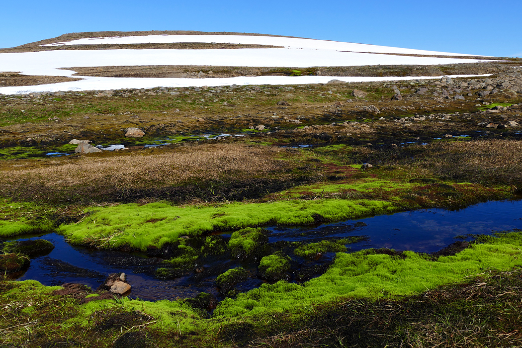 Island Westfjorde 2016-6