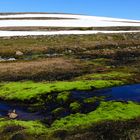 Island Westfjorde 2016-6