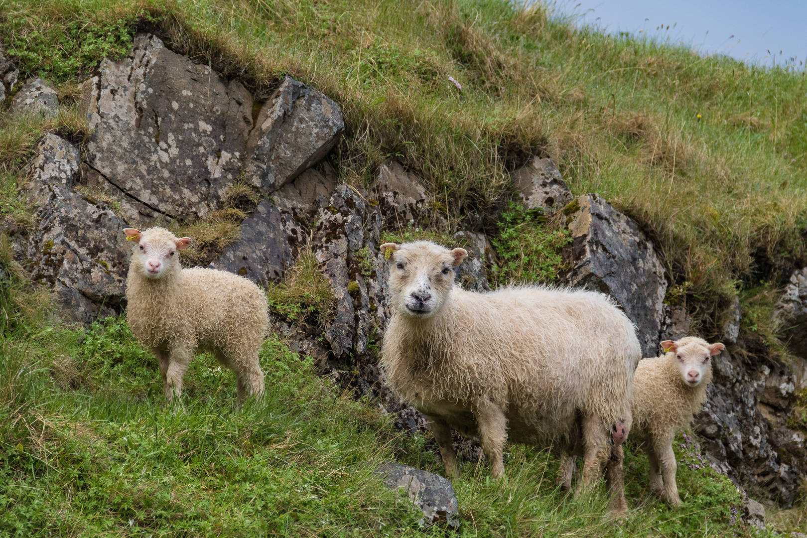 Island Westfjorde 2017