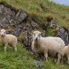 Island Westfjorde 2017