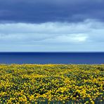 Island – Westfjorde Blumen-Meer