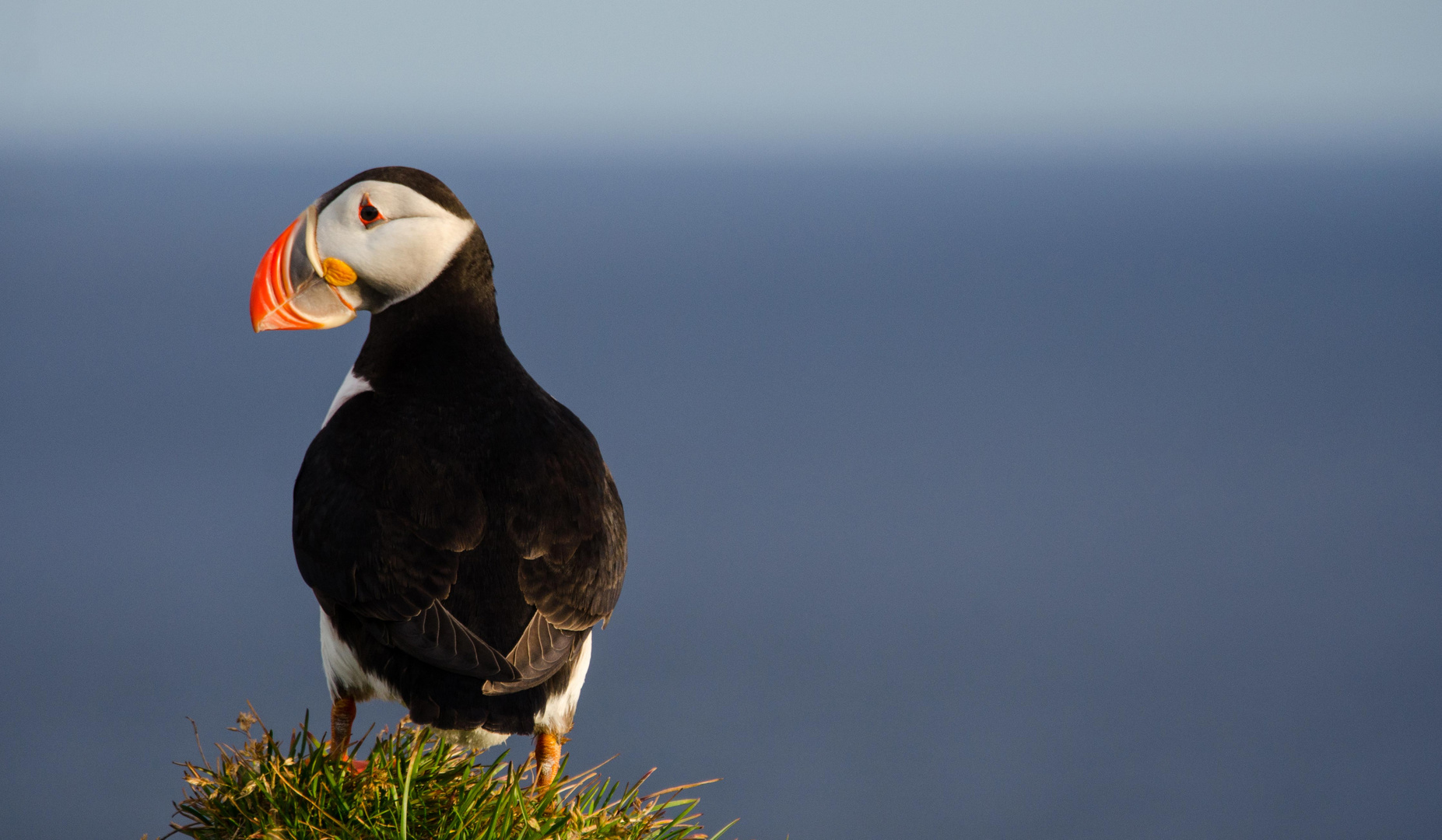 Island - Westfjorde - Puffin