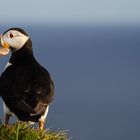 Island - Westfjorde - Puffin