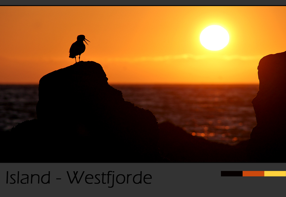 Island Westfjorde – Vogelgesang zur Mitternachtssonne