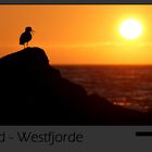 Island Westfjorde – Vogelgesang zur Mitternachtssonne