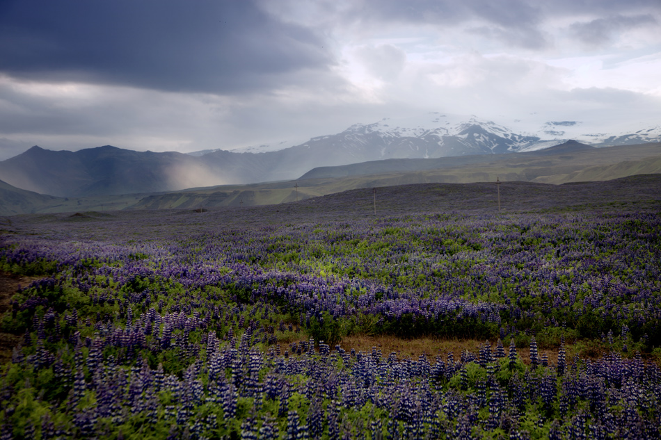 ISLAND - Wilde Lupinen