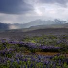 ISLAND - Wilde Lupinen