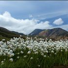 Island Wollgras in der Landmannalaugar