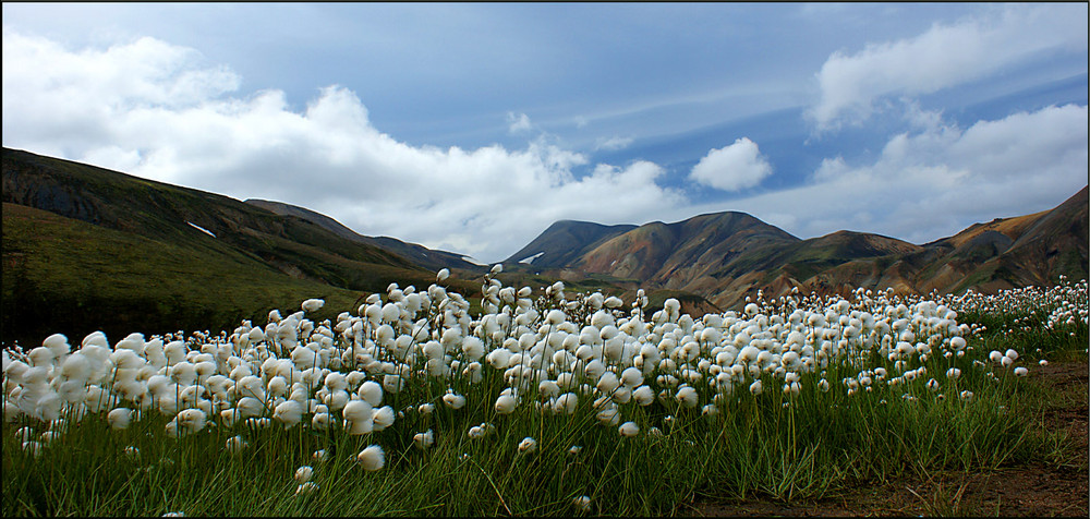 Island Wollgras in der Landmannalaugar