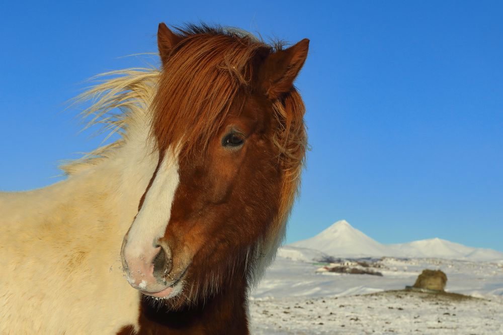 Islanda 2024 - cavallini & Co