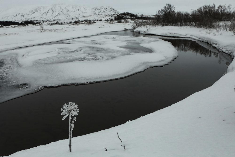 Islanda 2024 - un fiore a Pingvellir (2)