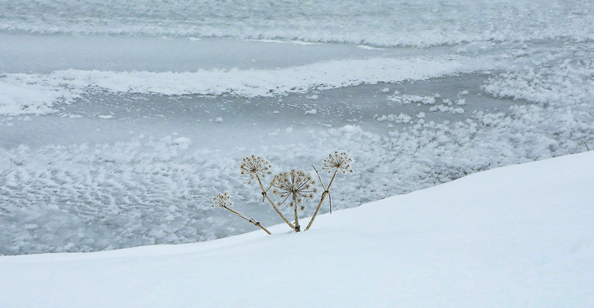 Islanda 2024 - un fiore a Pingvellir