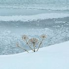 Islanda 2024 - un fiore a Pingvellir