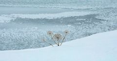 Islanda 2024 - un fiore a Pingvellir