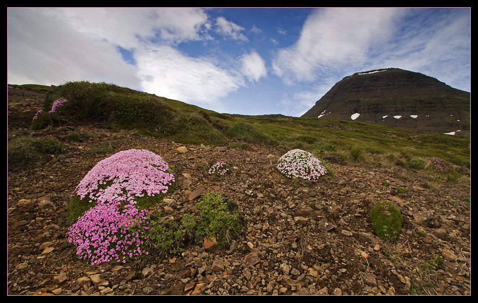 Islandblumen-"Blick"