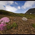 Islandblumen-"Blick"