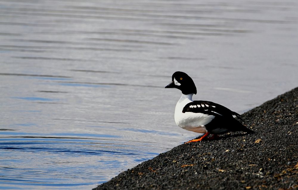 " ISLANDE "