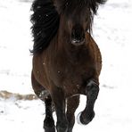 Islandhengst im Schnee