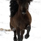 Islandhengst im Schnee