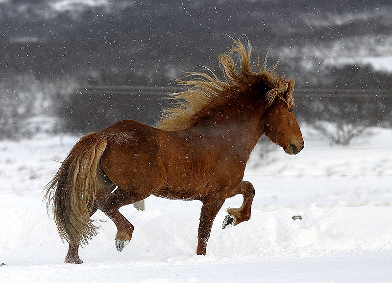 Islandhengst im Schnee