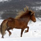 Islandhengst im Schnee